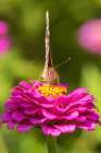 Painted Lady on zinnia-Marion County-Illinois Art Print
